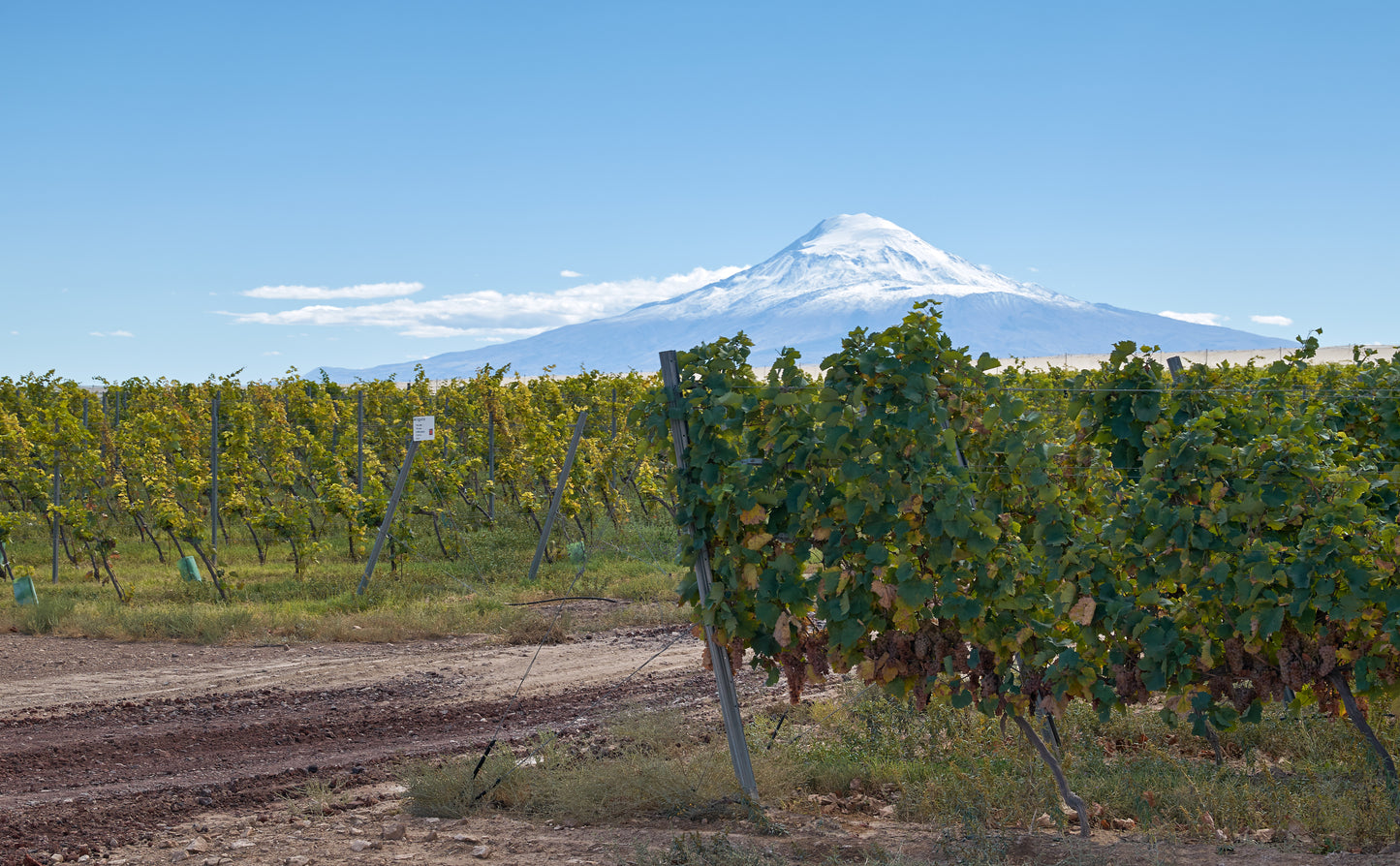 Armenian vineyard with Mount Ararat in the background.