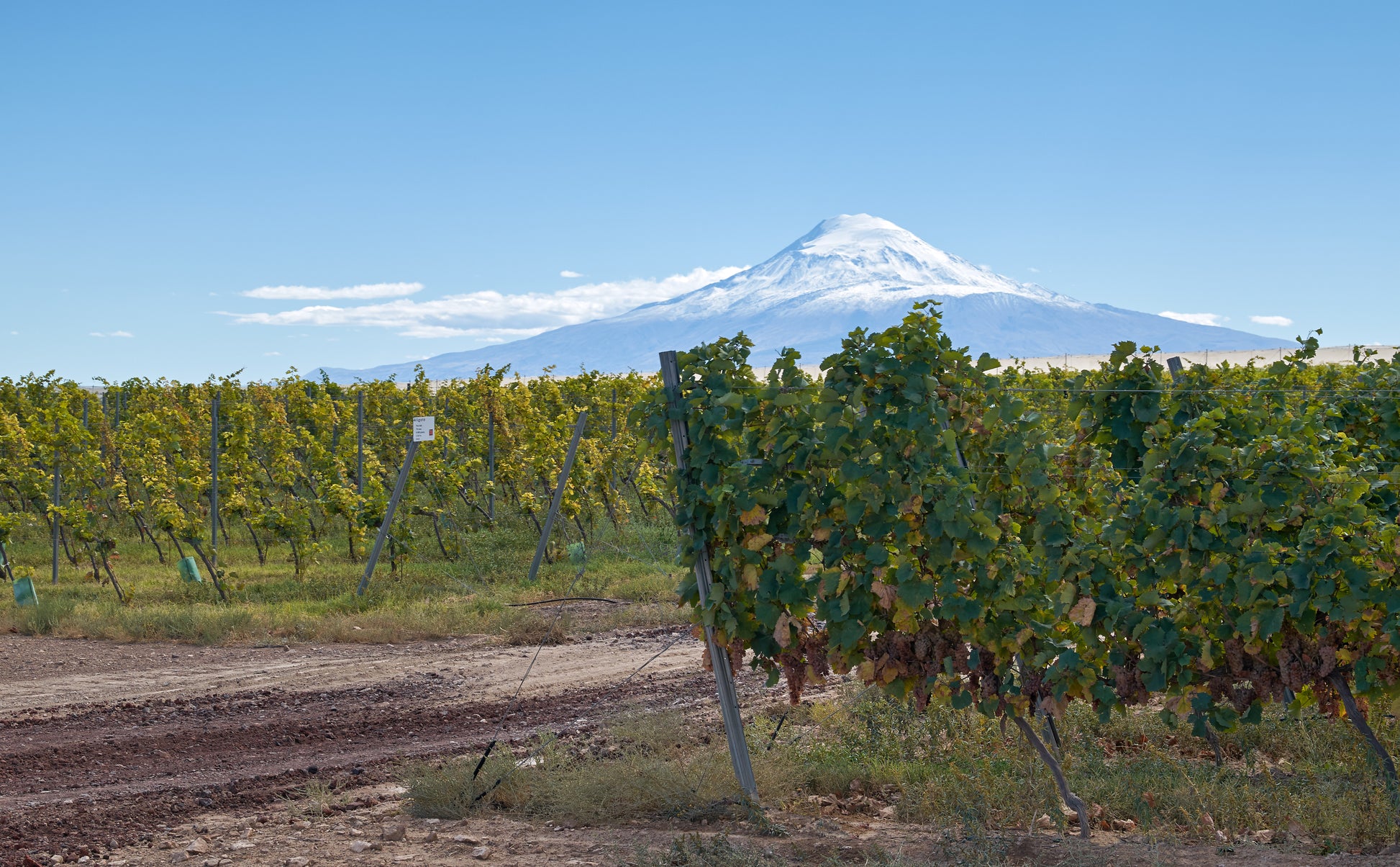 Armenian vineyard with Mount Ararat in the background.