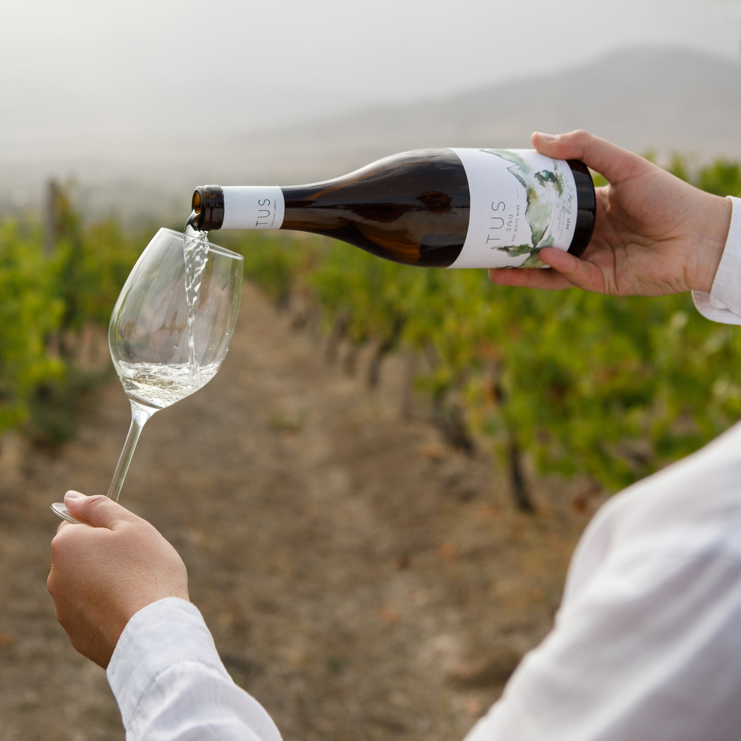 Pouring TUS Dry White Wine into a glass outdoors in a vineyard, with vineyard rows and misty mountains in the background.