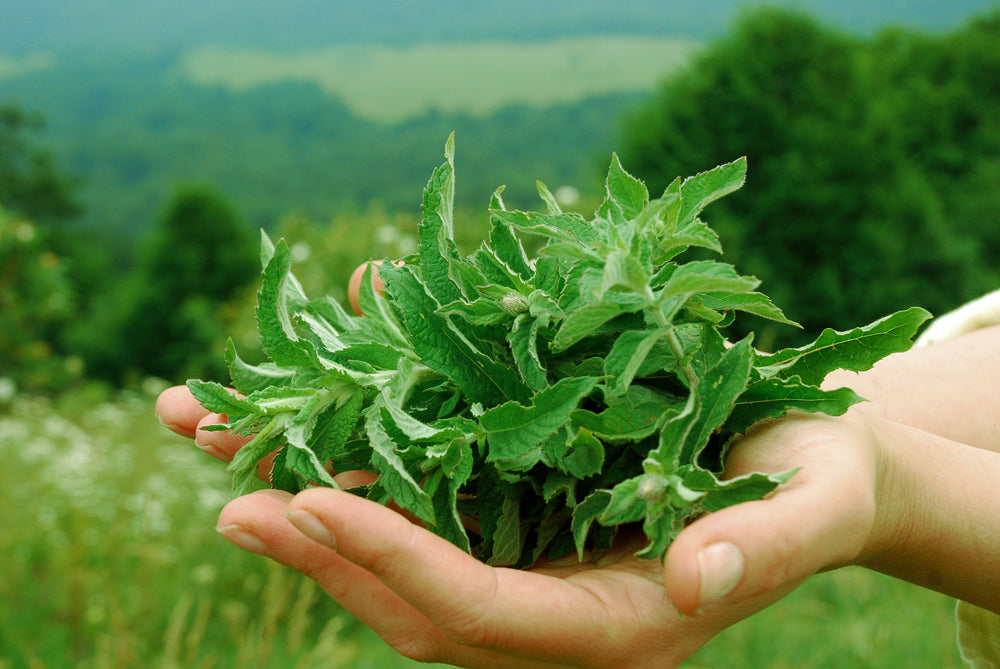 Fresh organic mint leaves held in hands with green mountain background